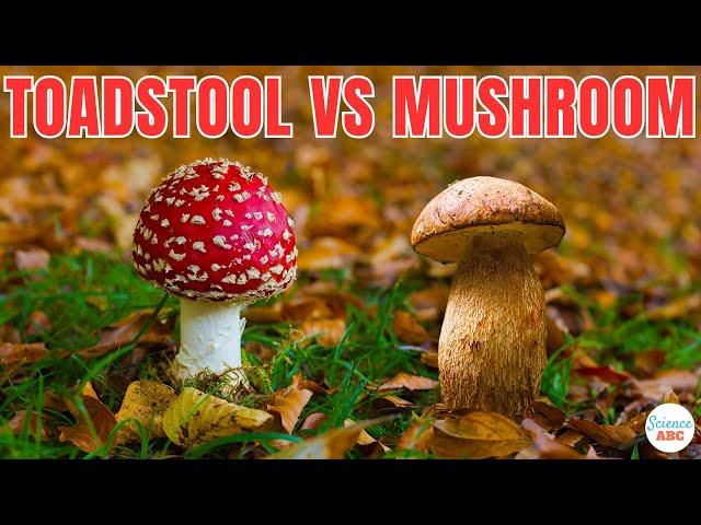 Toadstools vs Mushrooms: Are They Different?