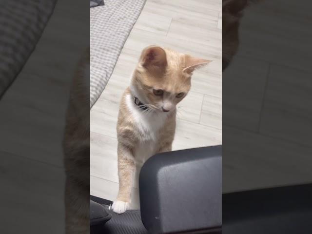 관종 개냥이와 살면 매일 해야하는 일