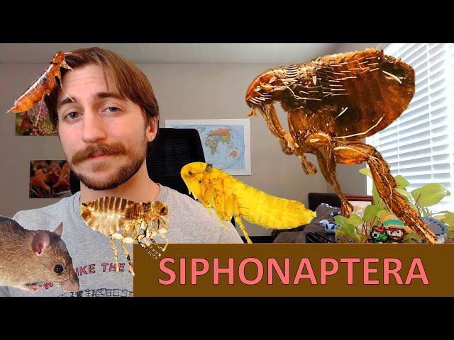 Siphonaptera: The Fleas - Order Spotlight