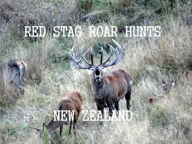 New Zealand Hunting Red Stag Hunting "The Roar" Part 2 2013.