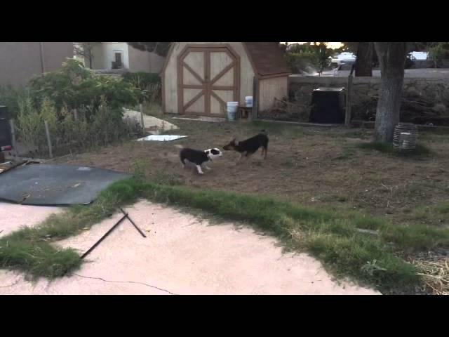 Rebel and Bandit - Outdoor Playtime w/Some Pooping