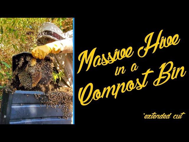 MASSIVE Bee Hive Moved Into This Compost Bin! *EXTENDED CUT*