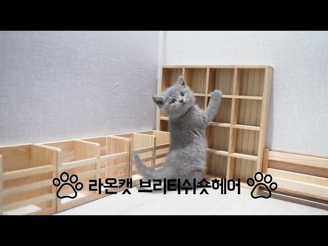 라온캣 고양이분양 브리티쉬숏헤어