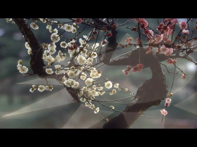 March of Plum blossom（Republic of China）|  梅花進行曲（中華民國）