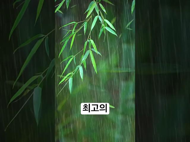 빗소리 #빗소리asmr #잠들기전 #수면음악 #심신안정 #불면증해소
