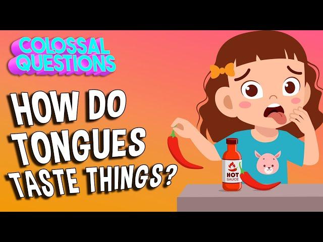 How Do Tongues Taste Things? | COLOSSAL QUESTIONS