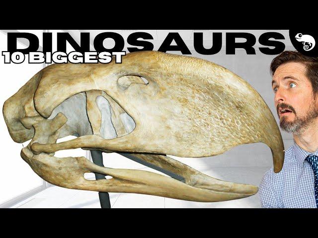 The 10 LARGEST Birds That Have Ever Lived