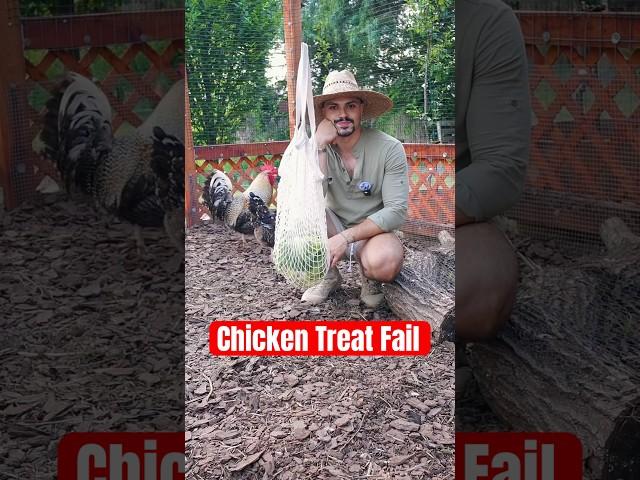 The chickens can be such picky eaters  #garden #farmlife #homestead