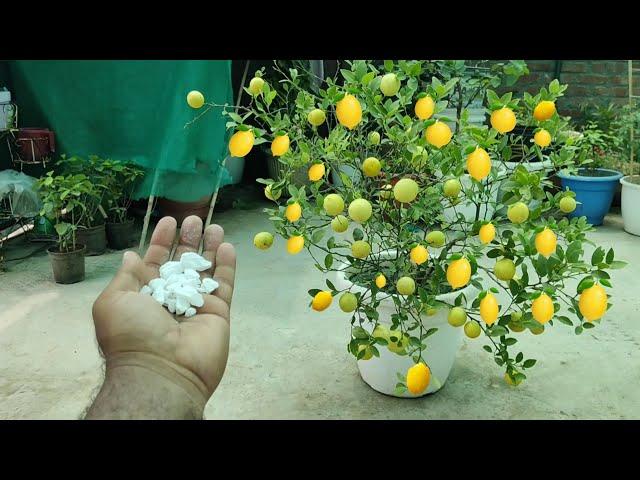 ₹2 की इस चीज से आ गए इतने सारे नींबू / How to get more fruit on lemon plant in pot