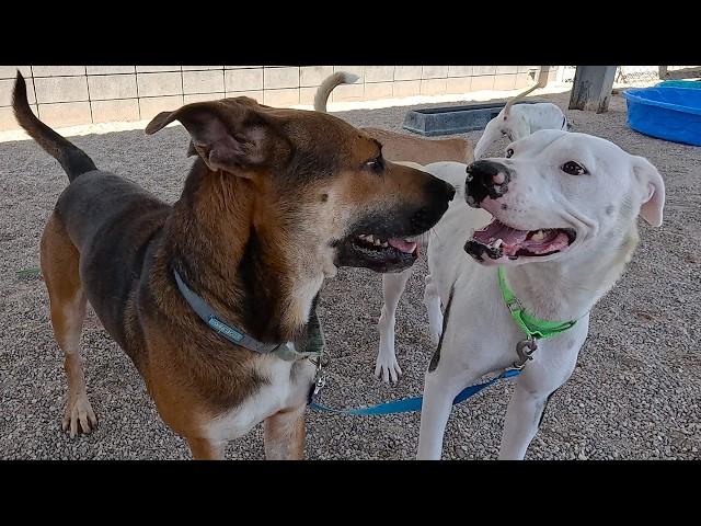 Dog TV Daycare for Saturdays