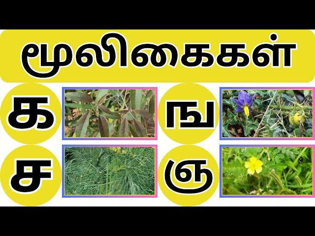 உயிர்மெய் எழுத்துக்கள் ||க ங ச ஞ ட ண த ந ப ம ய ர ல வ ழ ள ற ன||Uyir Mei Ezhuthukkal|| Tamil Alphabets