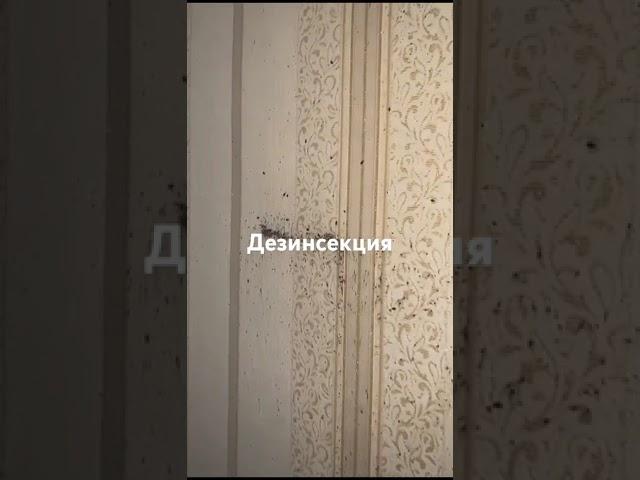 Борьба с клопами. Сильное заражение квартиры клопами.