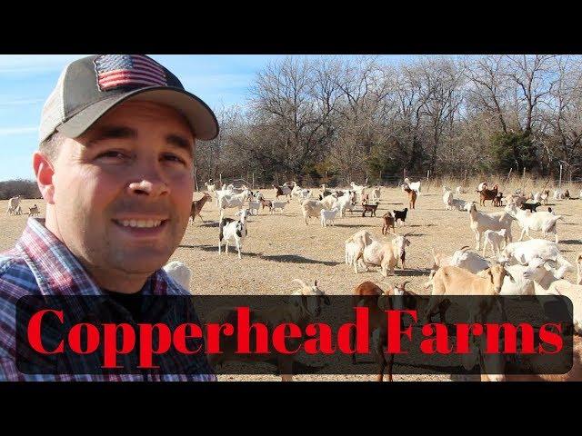 Copperhead Farms Kiko Goats