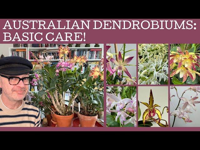 Australian Dendrobiums: basic care!