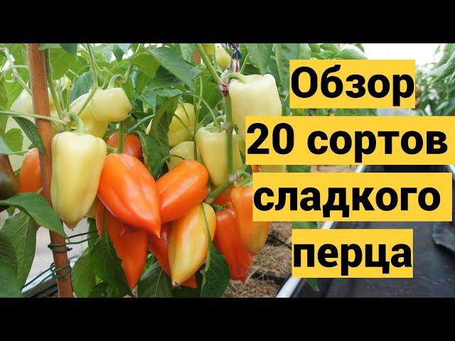 Обзор урожайных сортов сладкого перца 2022г