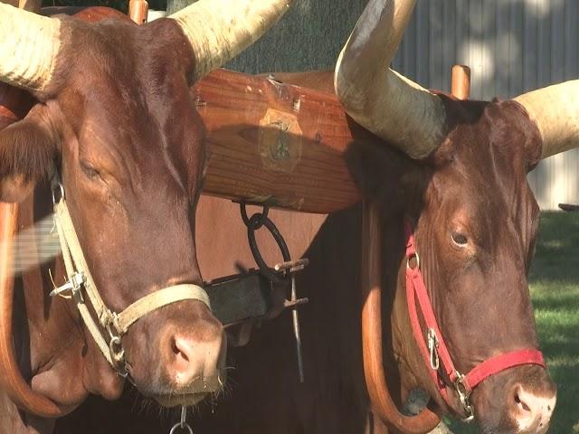 Massive oxen team getting ready for parade