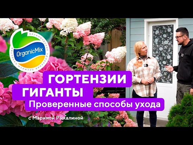 Гортензии гиганты! Проверенные способы посадки и ухода за гортензиями. Марина Рыкалина советует!