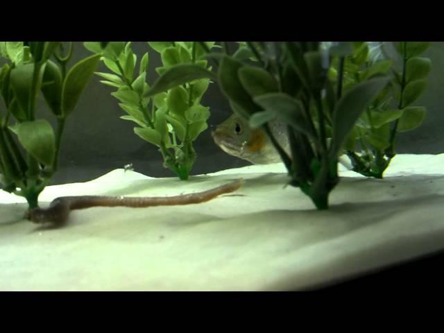 Serrasalmus Sanchezi Piranha Eating A Worm