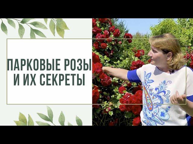Парковые розы, ТОП секреты при их посадке. Как сделать розарий.