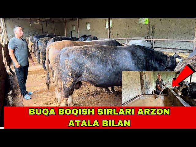 BUQA BOQISH SIRLARI OSON VA ARZON USULDA 91-693-20-07 QIRG’IZISTON SHVES BUQALARI