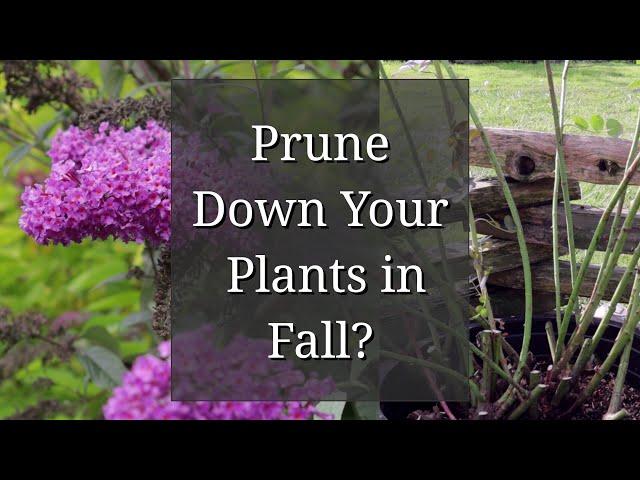 Prune Down Plants in the Fall? Perennials - Roses - Shrubs