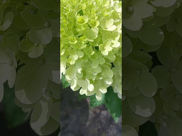 Hydrangea paniculata Graffiti #декор_сад