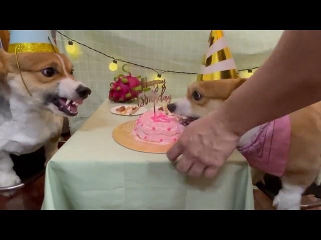 Birthday Gone Wrong - Corgi version