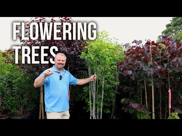 10 Great Ornamental Flowering Trees