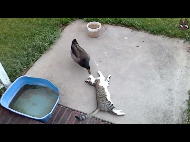 Cats vs Wild Animals! (A Compilation)