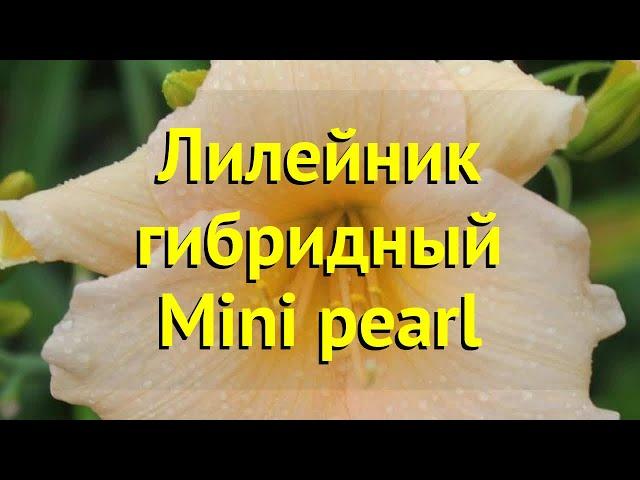 Лилейник гибридный Мини перл. Краткий обзор, описание характеристик hemerocallis Mini pearl