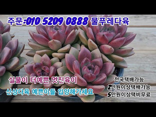 11/20(카드결제가능)실물이 더예쁜  신상다육 많이들 데려가세요