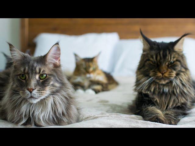 9 Things I Wish I Knew Before Getting Maine Coons