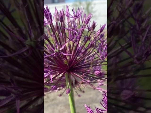 Allium Purple Sensation. Лук декоративный Перпл Сенсейшн