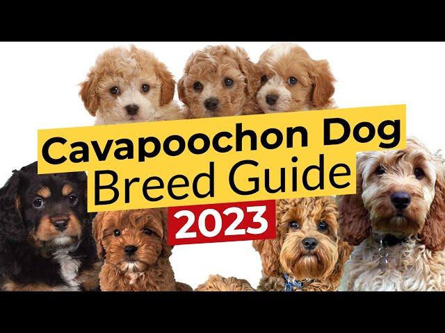 Cavapoochon Dog Breed Guide   2023 