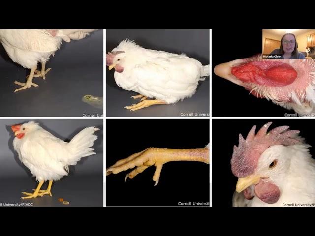 Signs of highly pathogenic avian influenza (HPAI)