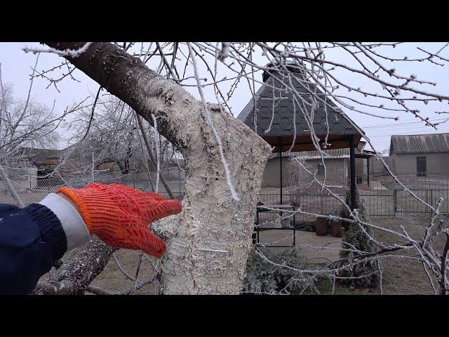 Обрезка СТАРЫХ деревьев 20 лет и БОЛЕЕ