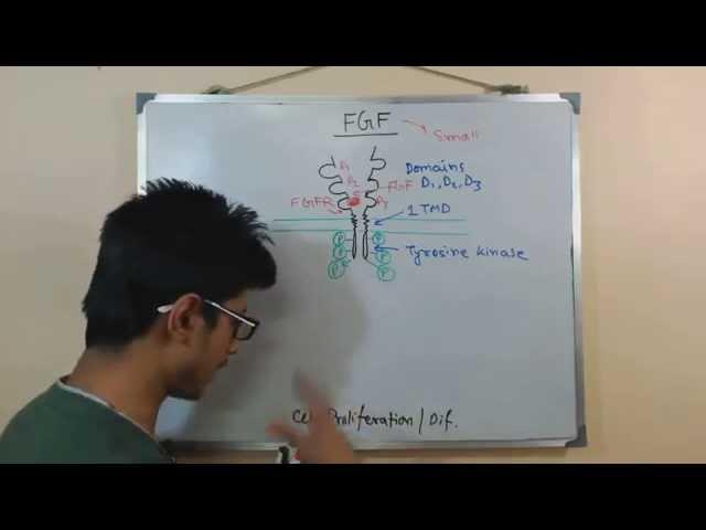 Fibroblast growth factor (FGF)