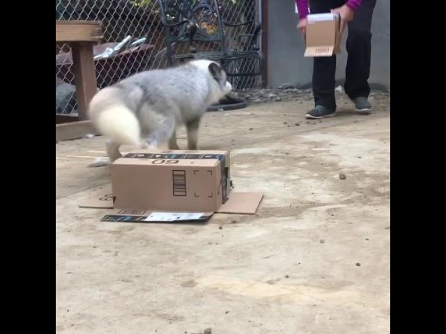 Training Panda and her Pals - Yuri Day 1