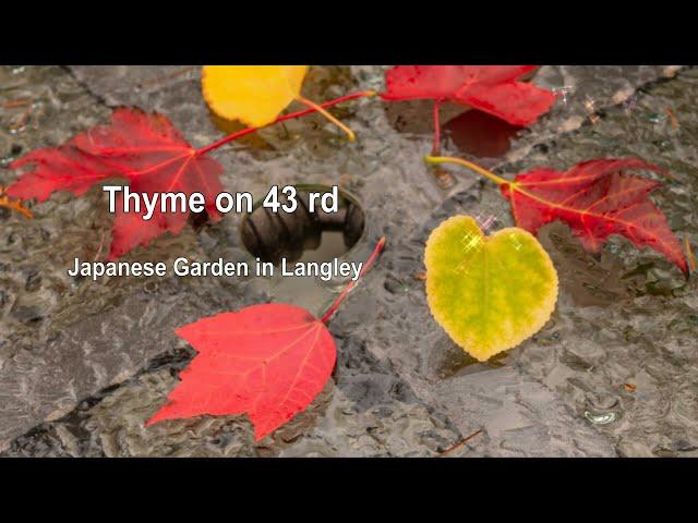 Thyme on 43 rd