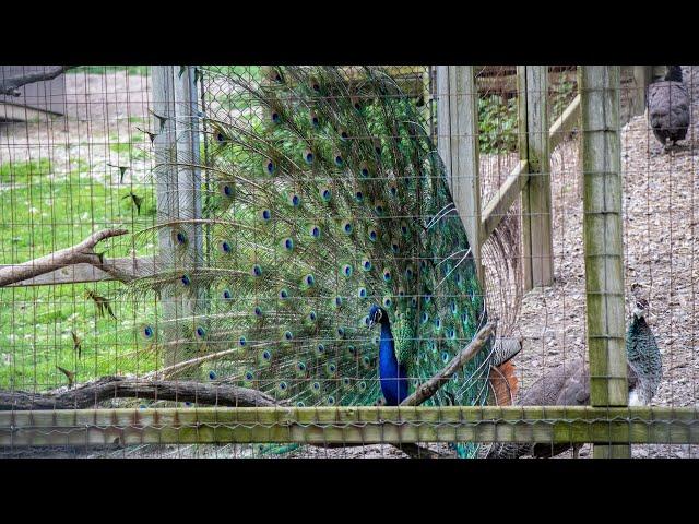 High Park Zoo in Toronto gets you up close to cute animals