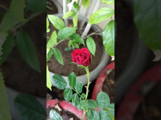 How to get maximum flowers on rose#Gardening with geet kumar English/Hindi#Shorts