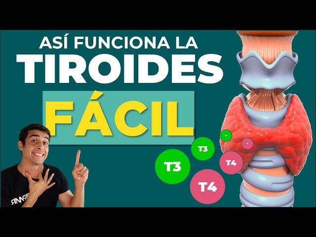 GLANDULA TIROIDES  HORMONAS Y FUNCIONES (Fácil)