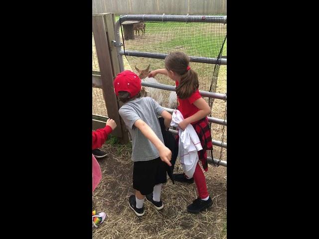 Petting the goats at Paws Farm