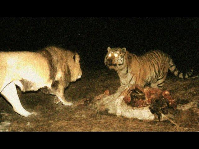 Male siberian tiger want to kill male lion who is provoke him