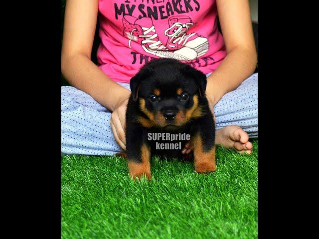 SUPERpride kennel 931111-1212 king size pure  Rottweiler  #ROTTWEILERMALEDELHI #ROTTWEILERPUPPY