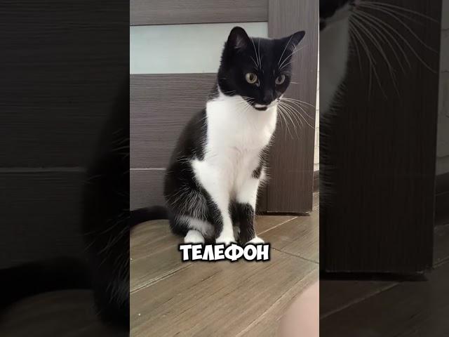 микроинсульт..#мурка#котик#юмор#шортс#2025 .