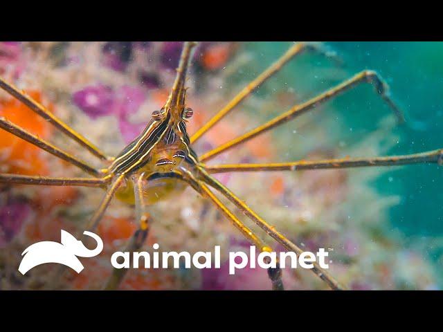 Diversidade incrível de espécies marinhas | Vida no azul | Animal Planet Brasil