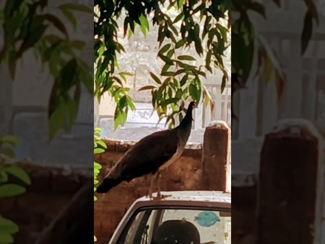 #nationalbird #gardenvisit