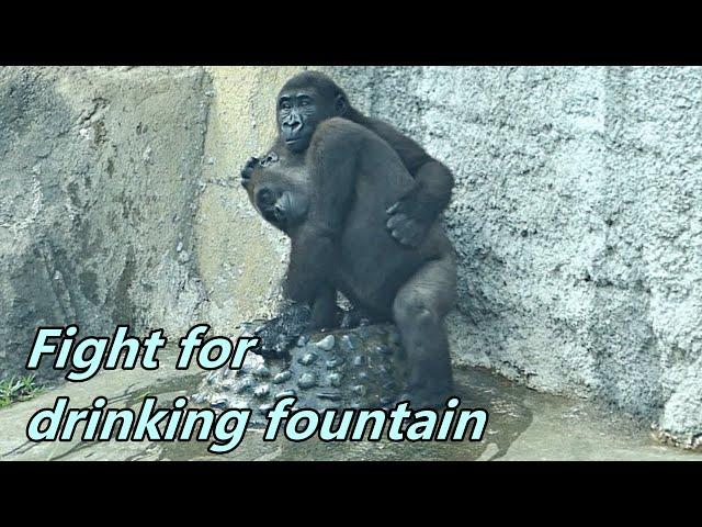 Little gorillas Jabali and Ringo fought for drinking fountain. / 小金剛猩猩Jabali & Ringo為了飲水器吵架