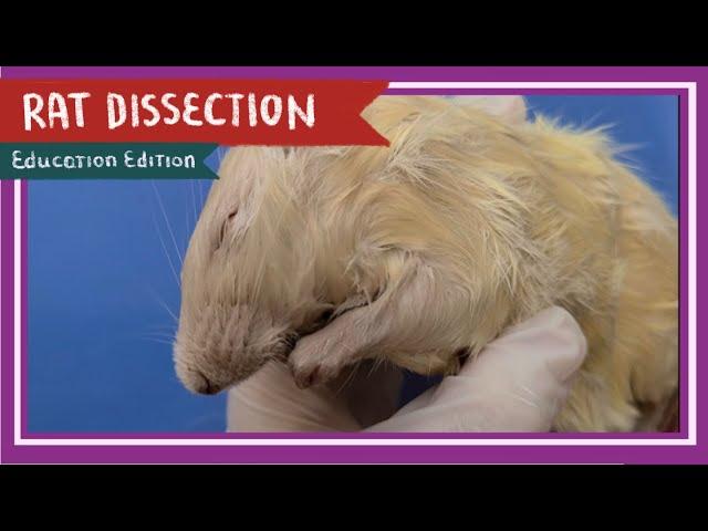 Rat Dissection || When the Cat's Away [EDU]